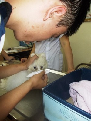 Bạn Đạt (Hà Nội) rửa mặt cho chú chó của mình